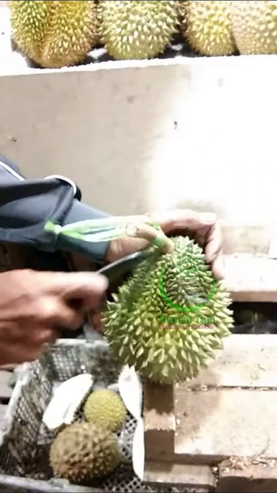 Belah Durian Namlung terenak