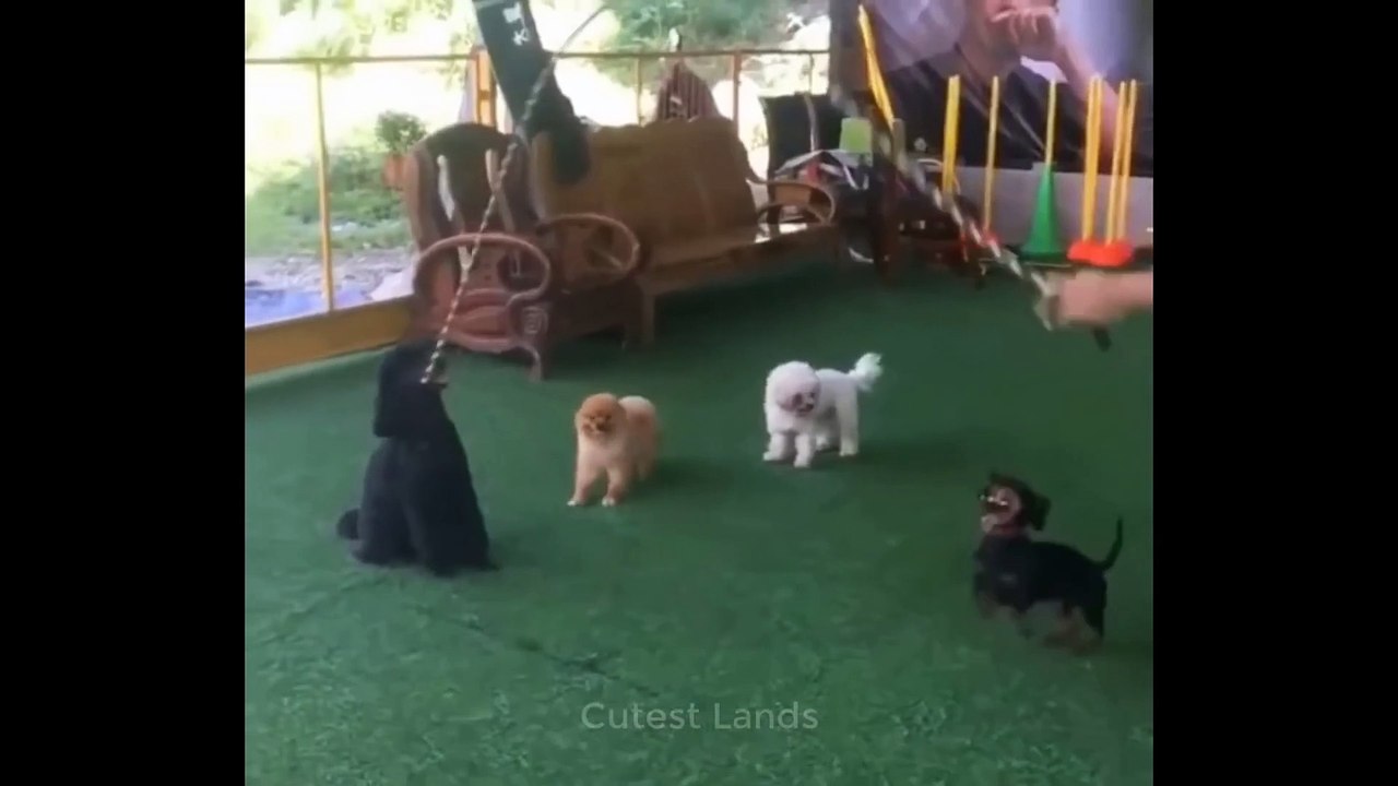 Cute And Funny Pets   Try Not To Laugh To These Pets Compilation