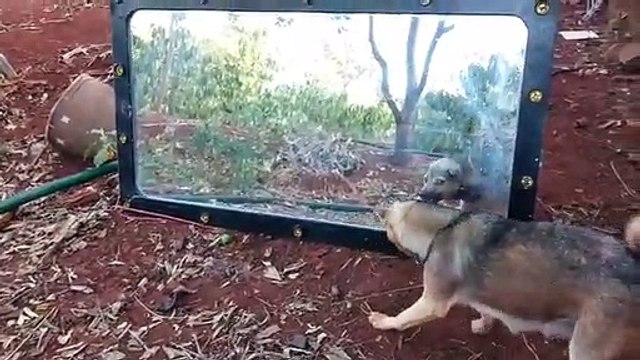 Dog prank | Funny Dog Prank vedios | Comedy vedios | prank vedios| Funny Prank vedios