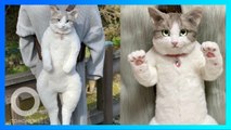 Tas Kucing Ultra-Realistik Dari Jepang! - TomoNews