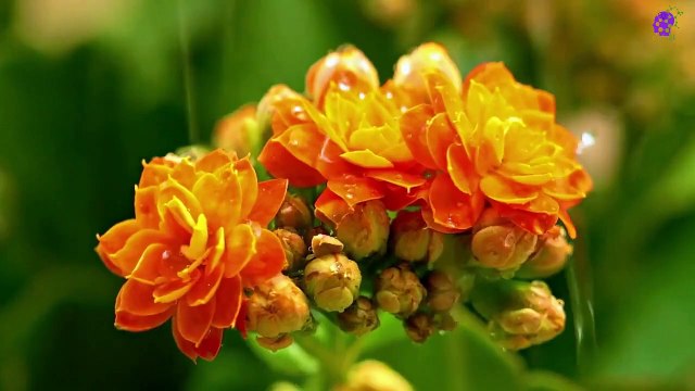 15 Minute Nice Relaxing Music | Calming | Soothing | Healing | Nature | Flowers | Self-love | Self-Esteem | Meditation | Mindfulness | Peaceful | Study | Sleep
