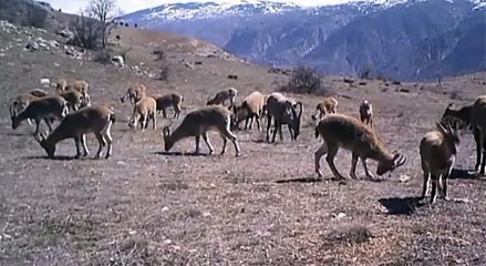 DÜZCE'DE YABAN HAYATININ BAHAR HAREKETLİLİĞİ GÖRÜNTÜLENDİ