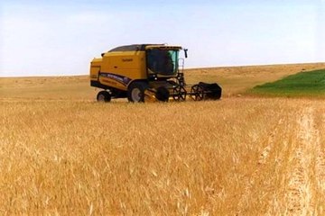 Şanlıurfa'da sezonun ilk arpa hasadı yapıldı