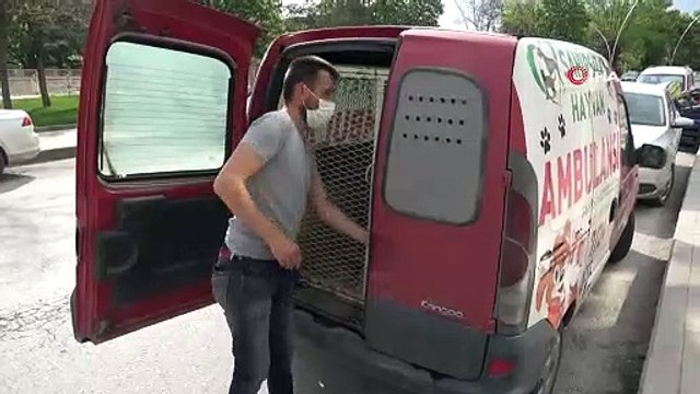 Köpeklerin saldırdığı karaca tedaviye alındı