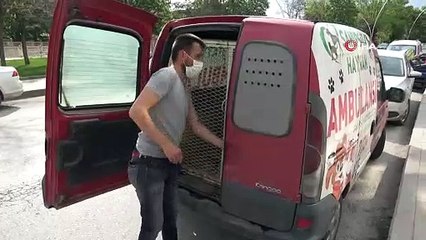 Köpeklerin saldırdığı karaca tedaviye alındı