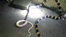 Aç yılan başka bir yılanı yedi!