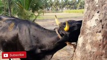 Seempal Cooking | Newborn cow-calf | சீம்பால் | Milk Pudding | Cow milk colostrum Recipe Tamil