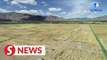 Highland barley production witnesses the development of Tibet