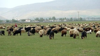 Muş'ta çoban sıkıntısı