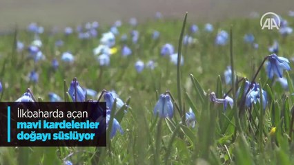 İlkbaharda açan mavi kardelenler doğayı süslüyor