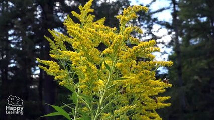 Insects | Educational Videos For Kids