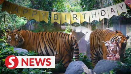 Happy 2nd birthday, Hebat and Wira!