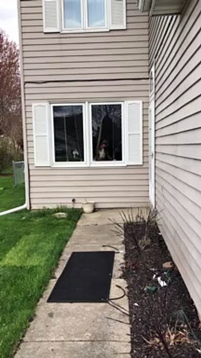 Boxer Licks Window For Attention