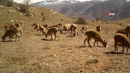 Yaban hayatı fotokapana yakalandı