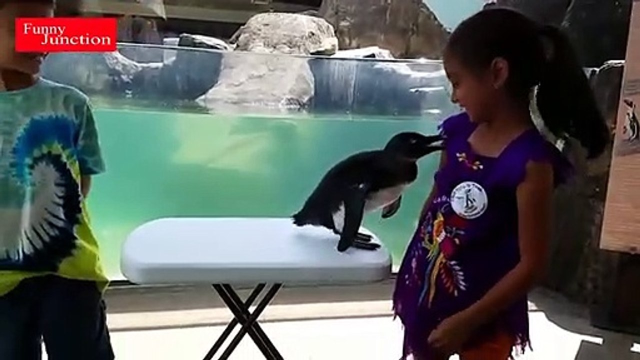 No.10 Funny Videos | Funny Animals Video Clips #12 | Funny junction