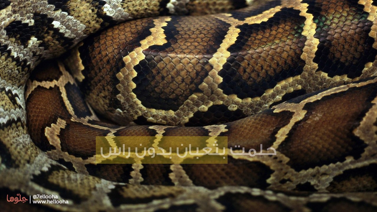 حلمت بثعبان بدون راس