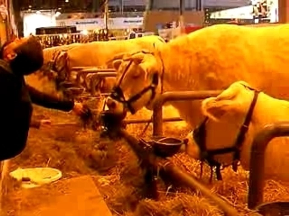 Salon de l'agriculture - 26 Févr. 2008 - Animaux