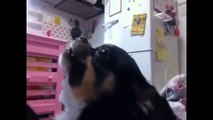 TOP 10 DOG BARKING VIDEOS COMPILATION Dog barking sound - Funny dogs