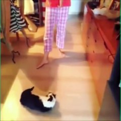 Funny Cats Doing Funny Things
