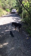 Poe the Crow Takes Doggy for a Walk