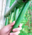 World Biggest Automatic Bamboo Farm -Samsung,A3,A5,A6,A7,J2,J5,J7,S5,S6,S7,59,A10,A20,A30,A50,A70