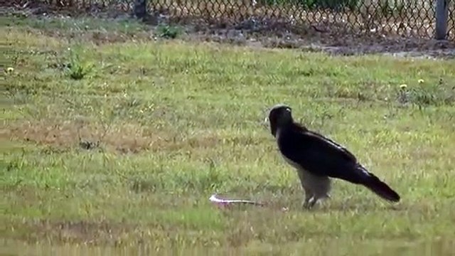 Red-Tailed Hawk vs Snake