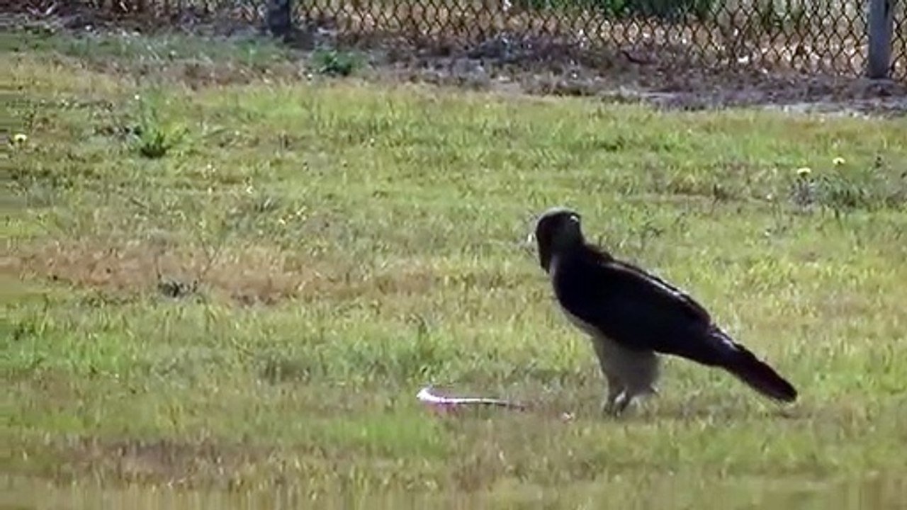 Red-Tailed Hawk vs Snake
