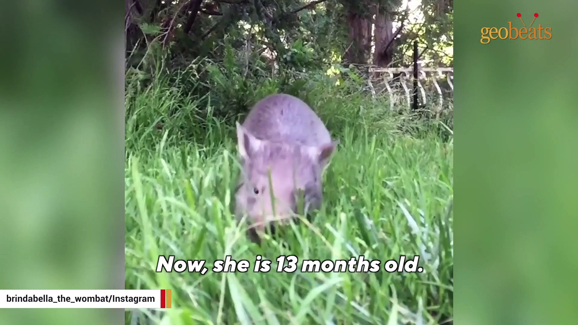 Woman becomes orphaned wombat's mommy