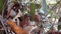 Baby bird imitating a poisonous caterpillar to ward off unseen predators ‫‬