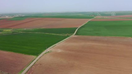 DİYARBAKIR - Pamuk tohumunu toprakla buluşturan çiftçiler bu yıl da yüksek verim bekliyor