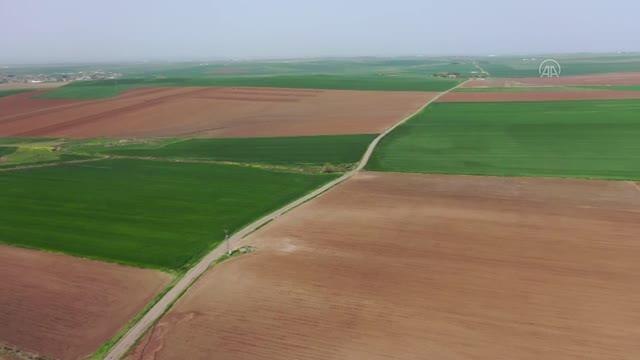 DİYARBAKIR - Pamuk tohumunu toprakla buluşturan çiftçiler bu yıl da yüksek verim bekliyor