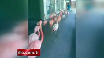 Florida'da flamingolar tahliye edildi