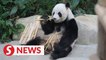 Break fast with Giant Pandas at Zoo Negara