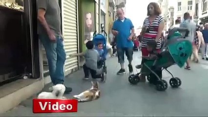 Kedi ve köpeğin dostluğu görenleri şaşırttı
