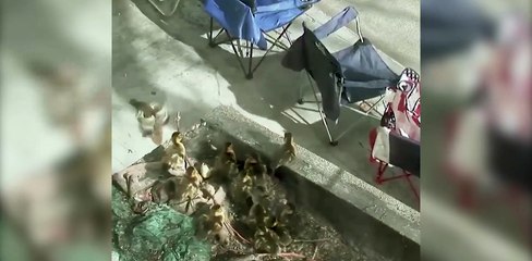 Çatıda mahsur kalan ördekleri annelerine böyle kavuşturdu