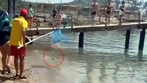 Alanya'da plaj kıyısına kadar gelen zehirli balon balıkları paniğe neden oldu