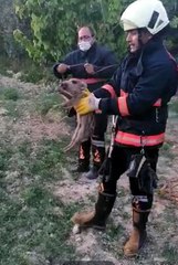 Sulama havuzuna düşen yavru domuz kurtarıldı