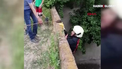 Yavru domuz kurtarma operasyonu kamerada