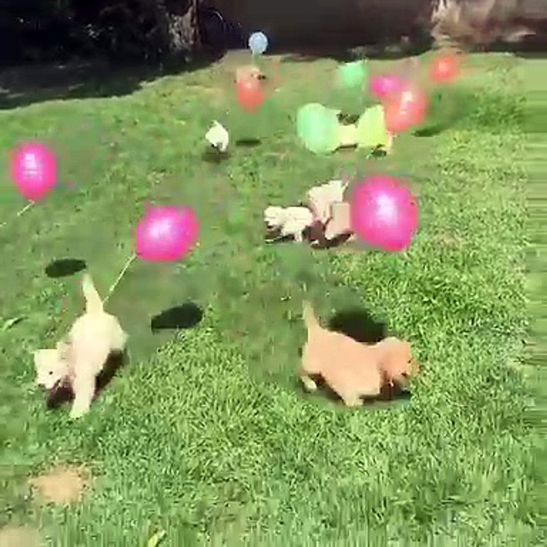 Best videos, Top videos, Viral videos Funny videos no. 187