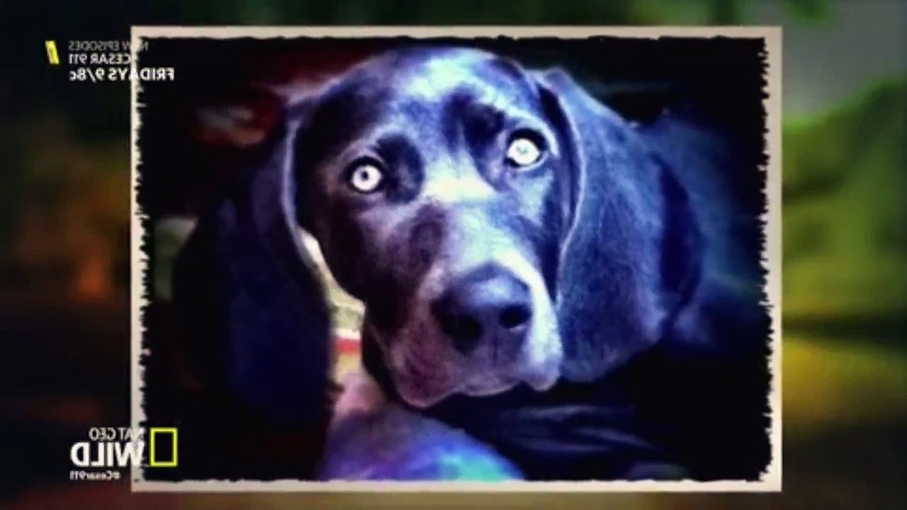 Cesar 911 S02E08