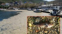 Marmara Denizi salya kıskacında, binlerce balığın ölümüne neden oldu
