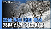 봄꽃 뒤에 내린 폭설...강원 산간 하얀 눈 세상 / YTN