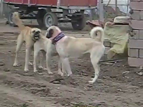 ALA COBAN KOPEKLERiYLE KANGAL KOPEKLERi ATISMA - KANGAL SHEPHERD DOG VS ALA SHEPHERD DOGS