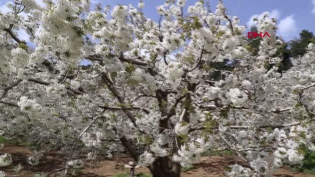 KAHRAMANMARAŞ ANDIRIN, KİRAZ AĞACI ÇİÇEKLERİYLE BEMBEYAZ