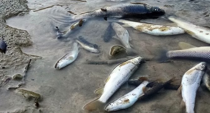 Deredeki balıklar telef oldu