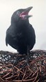 Poe the Crow Argues About Being Allowed to Play With a Lamp