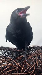 Poe the Crow Argues About Being Allowed to Play With a Lamp