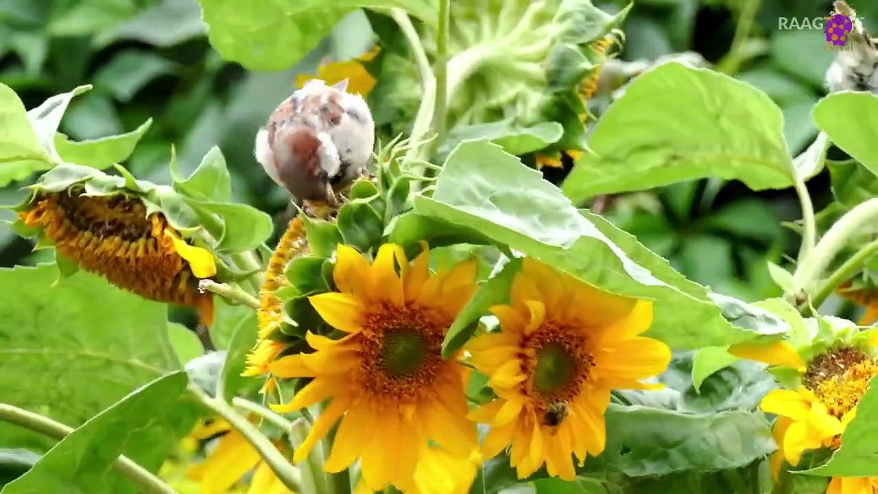 15 Minute Deep Soothing Music | Relaxation | Self-love | Self-Esteem | Meditation | Study | Sleep | Nature | Anti-Depression | Joyful