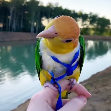 Baby Animals Funny Parrots And Cute Birds Compilation (2020) Loros Adorables Recopilación #26