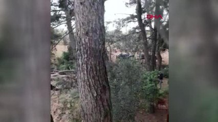 İZMİR BUCA'DA 60 YILLIK ÇAM AĞAÇLARININ KESİLMESİNE TEPKİ